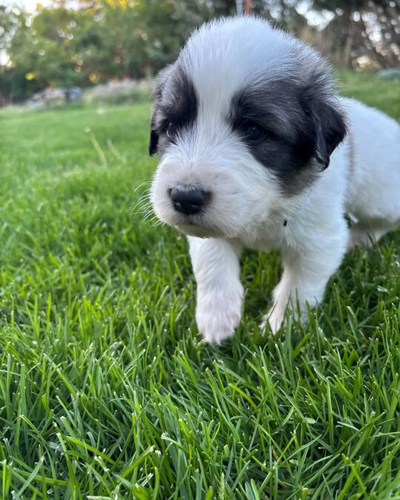 Basil - Male Great Pyrenees mix puppy