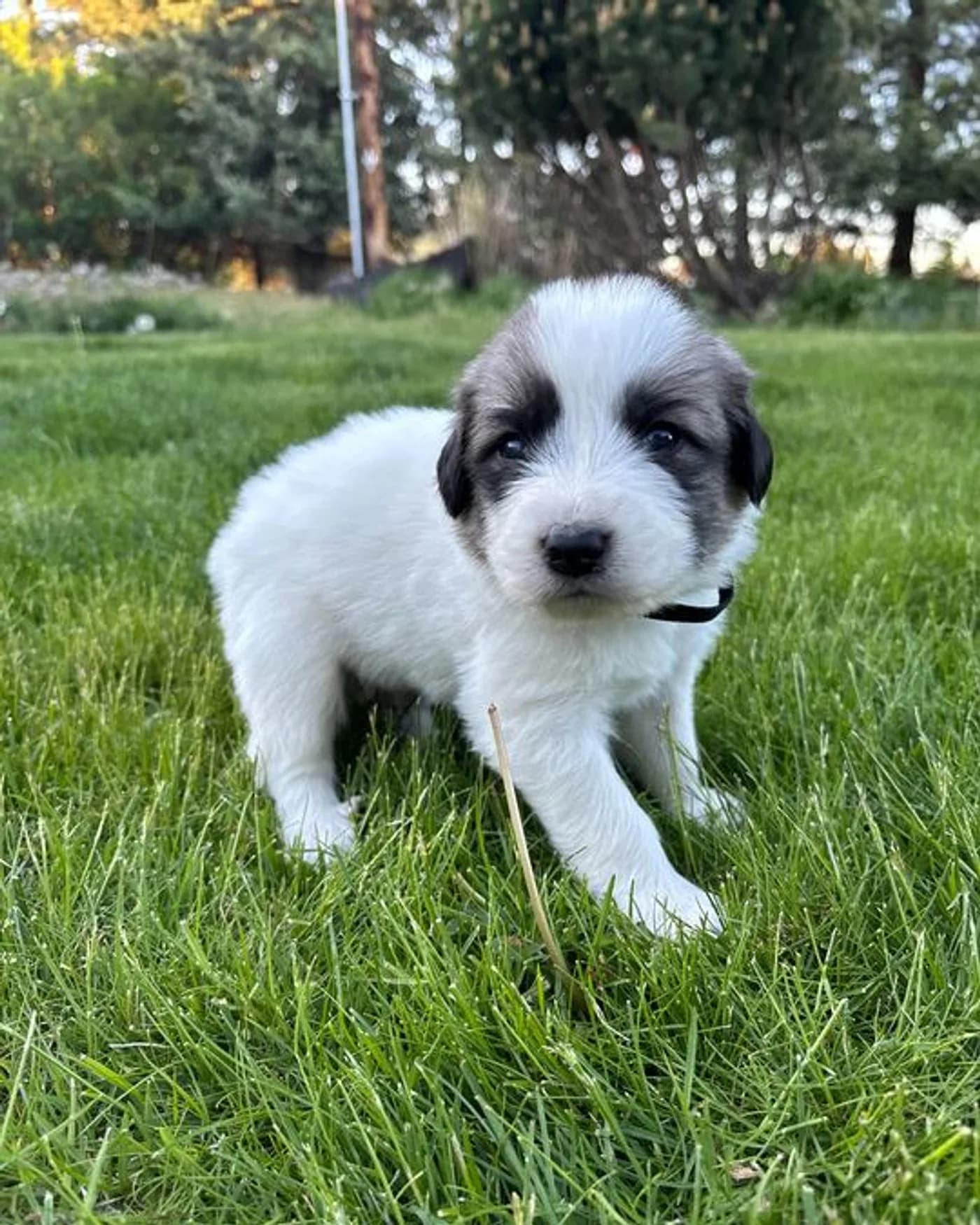 Chris - Male Great Pyrenees mix puppy