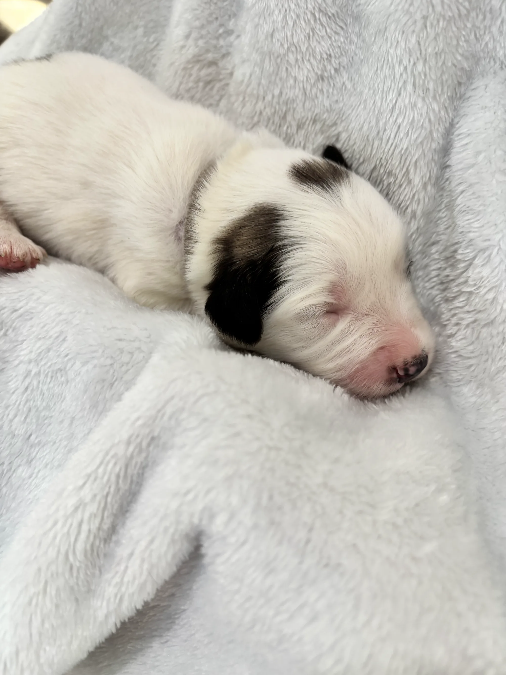 Cinnamon — photo 3