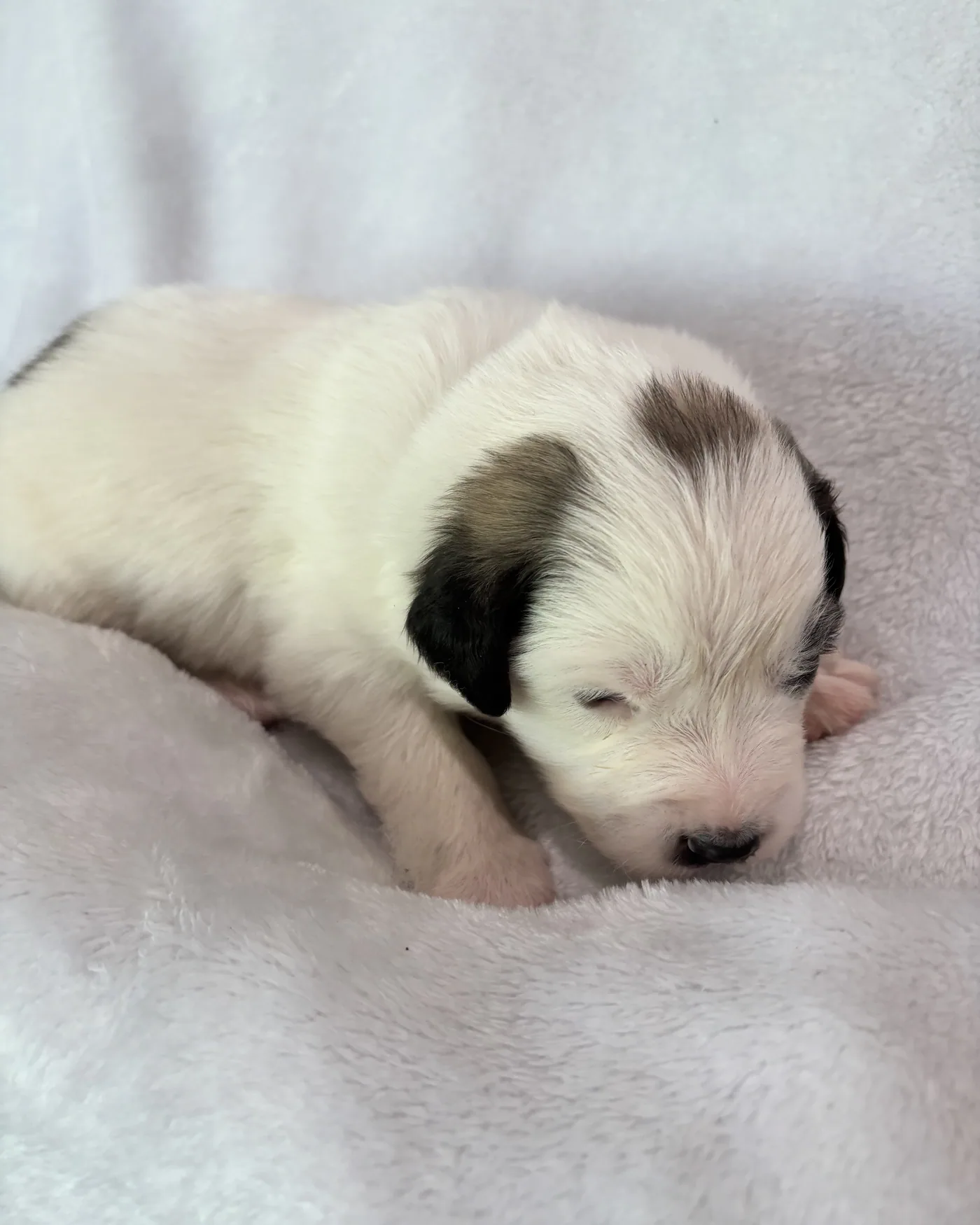Cinnamon — photo 2