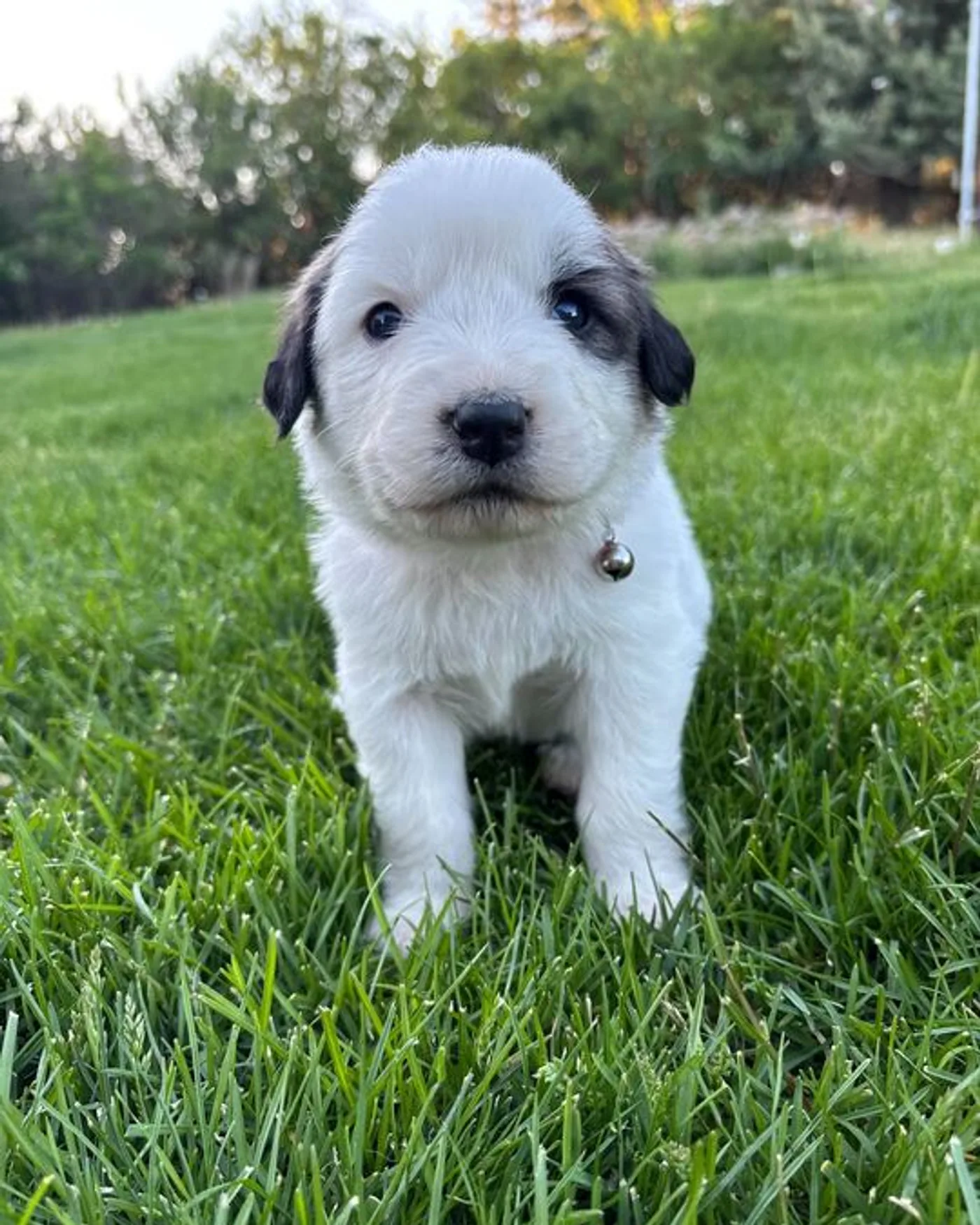 Cinnamon - Female Great Pyrenees mix puppy