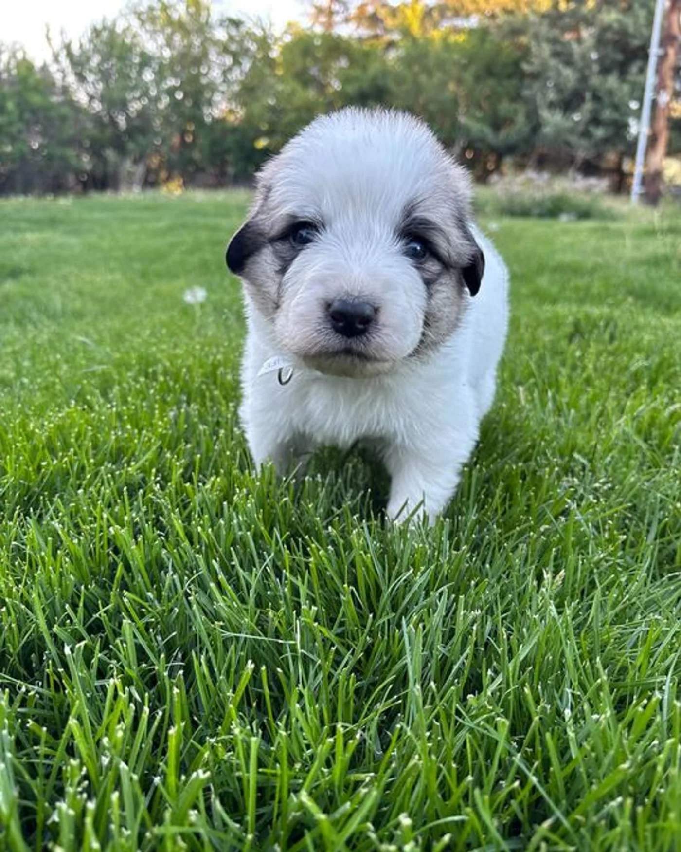Garlic - Male Great Pyrenees mix puppy