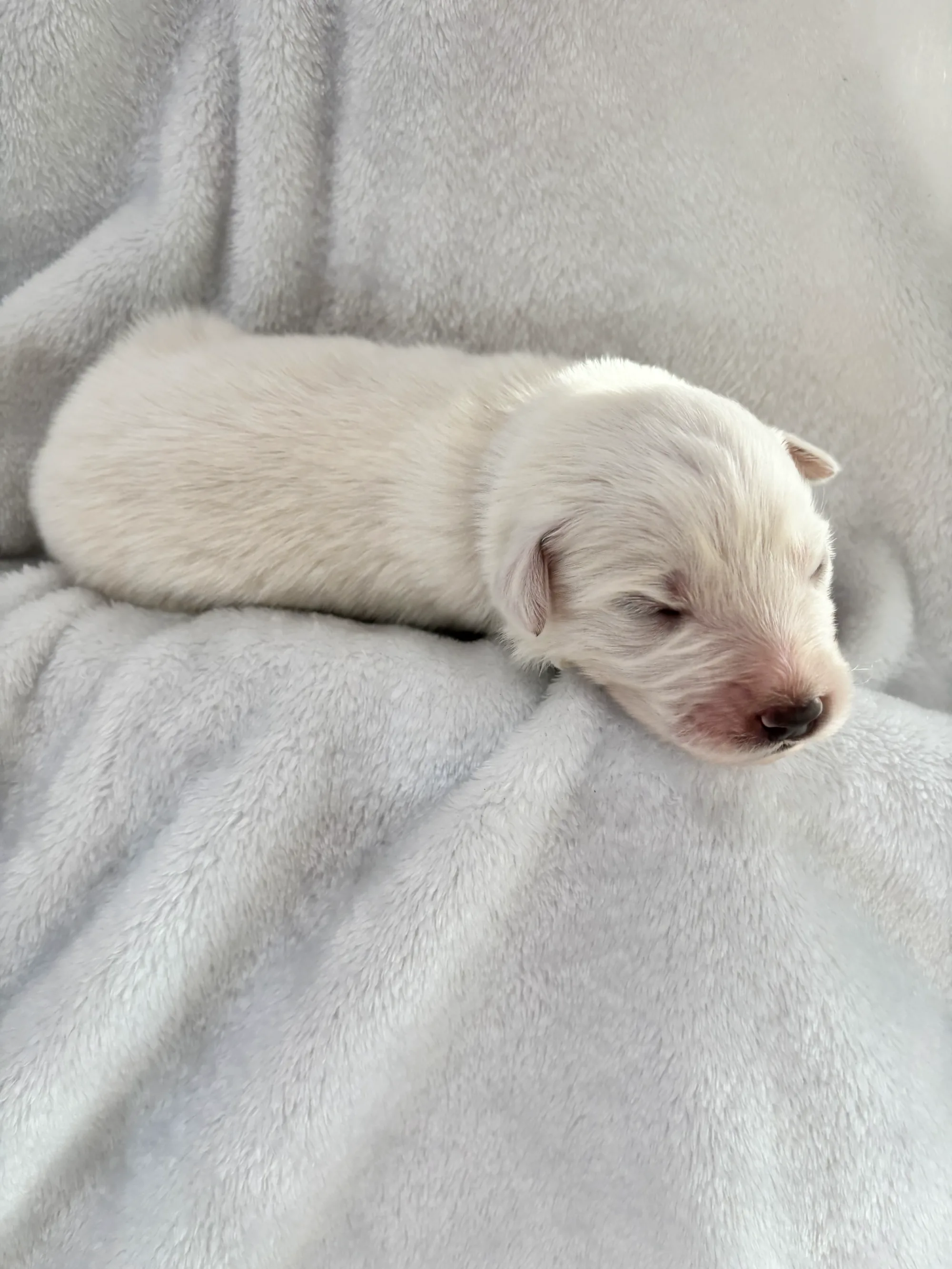 Junior — photo 3