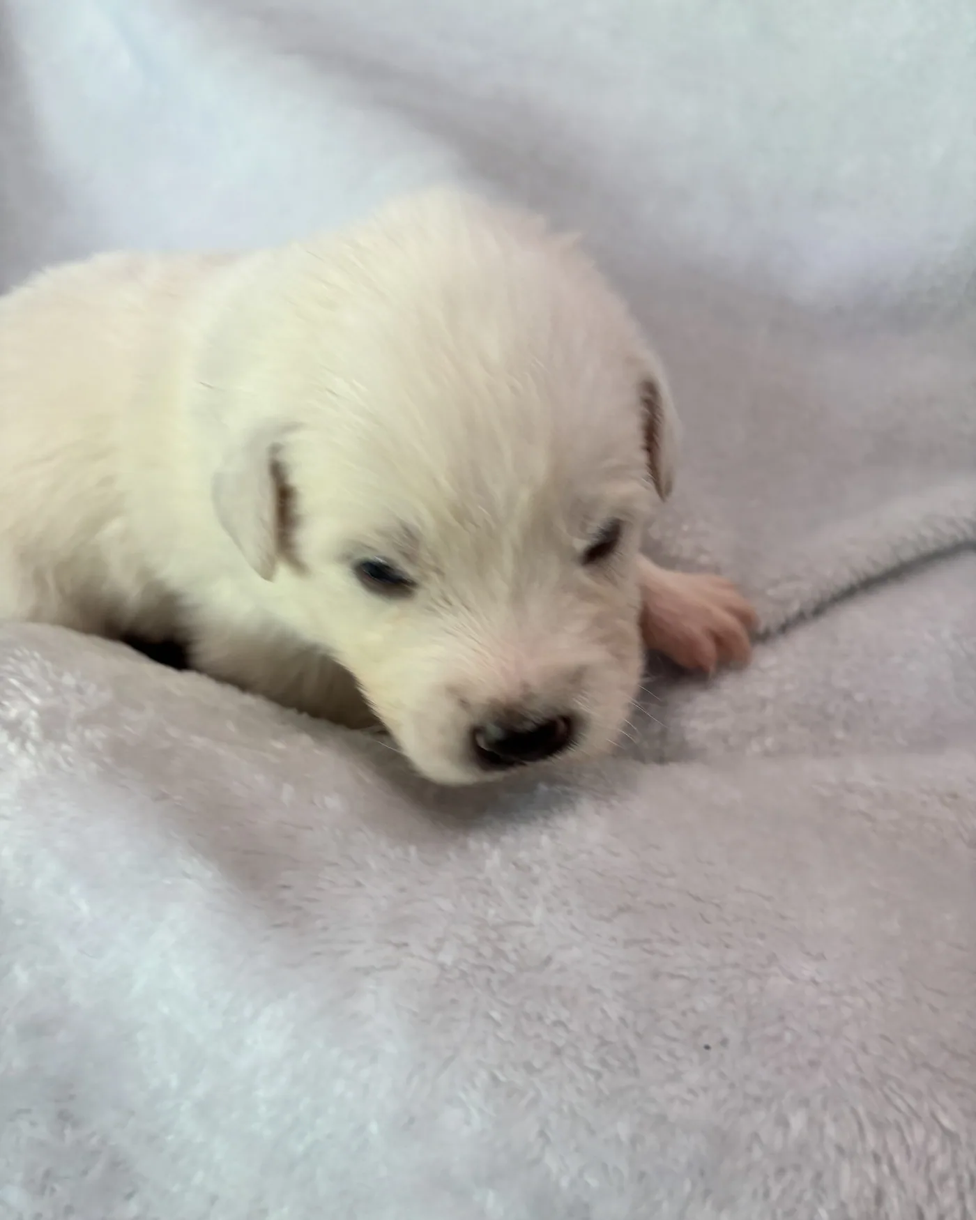 Junior — photo 2
