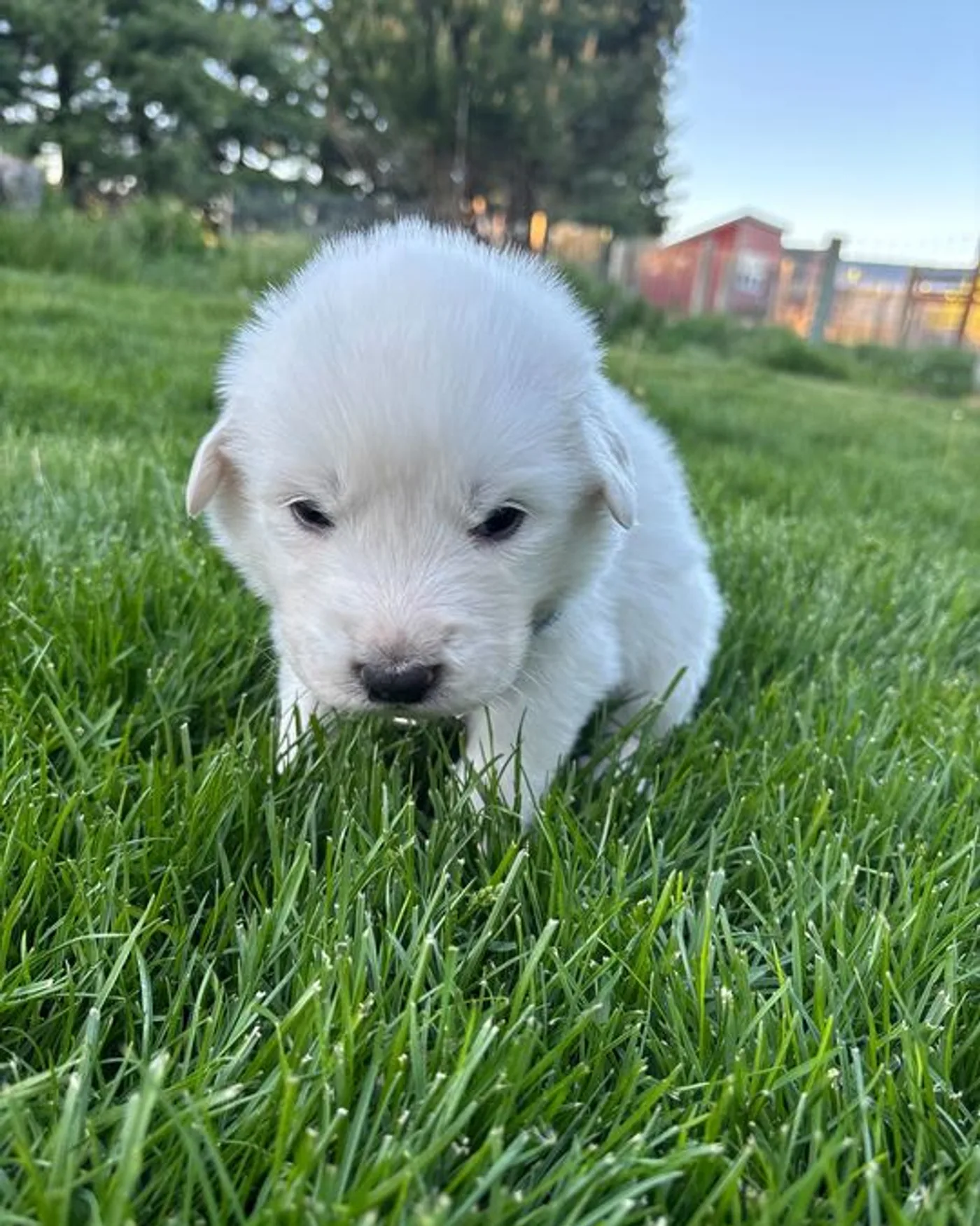 Junior - Male Great Pyrenees mix puppy