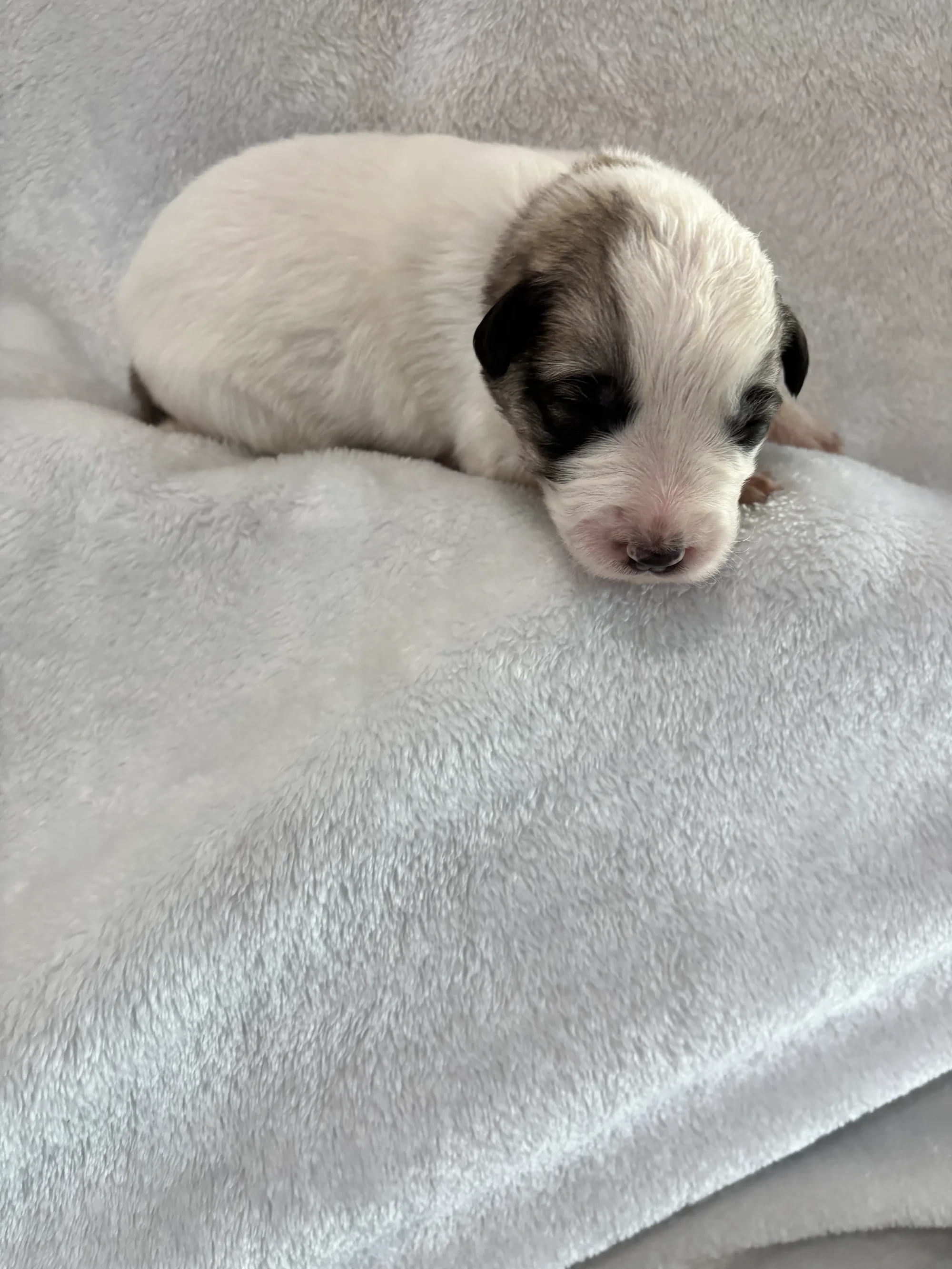Nutmeg — photo 3
