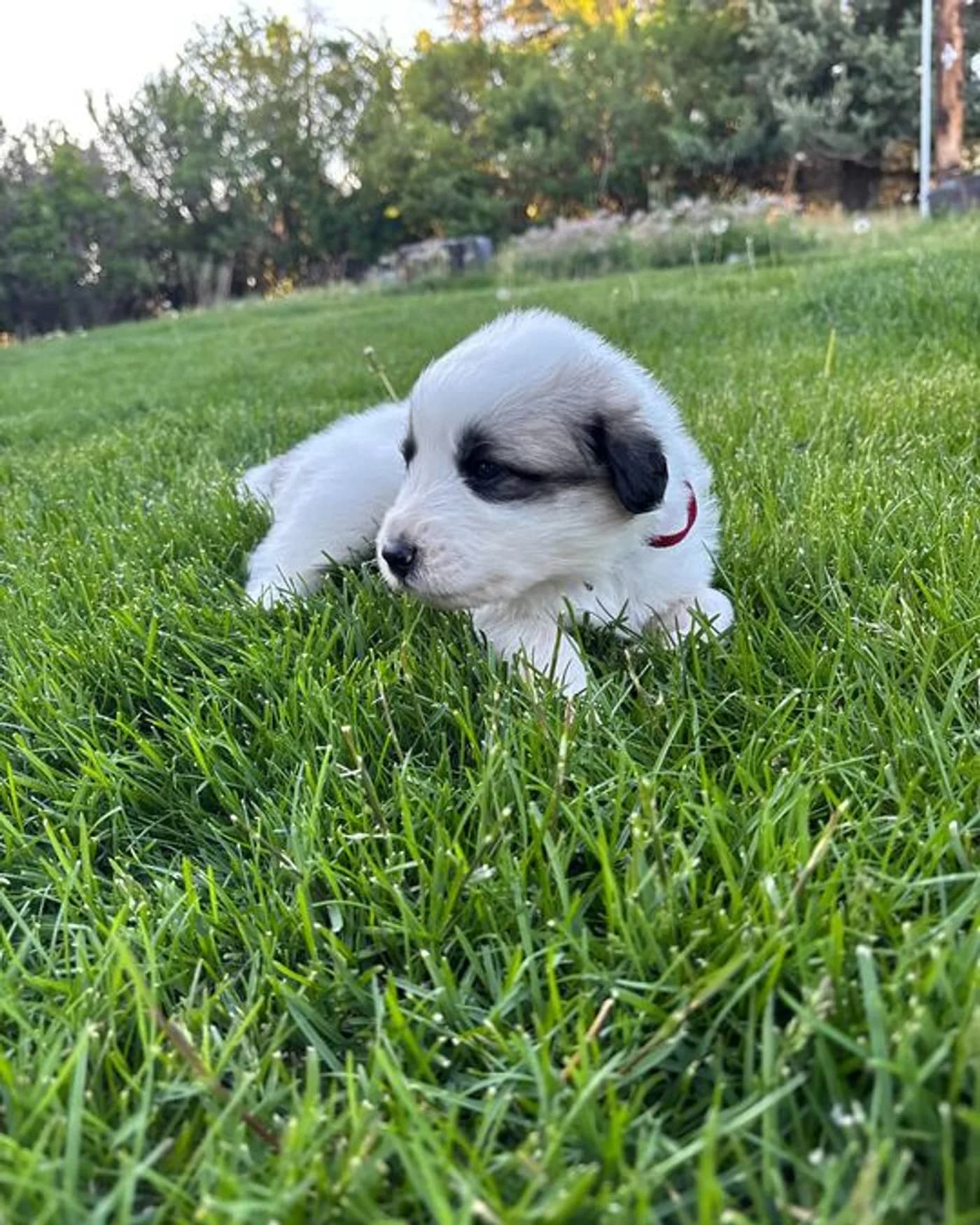 Nutmeg - Female Great Pyrenees mix puppy