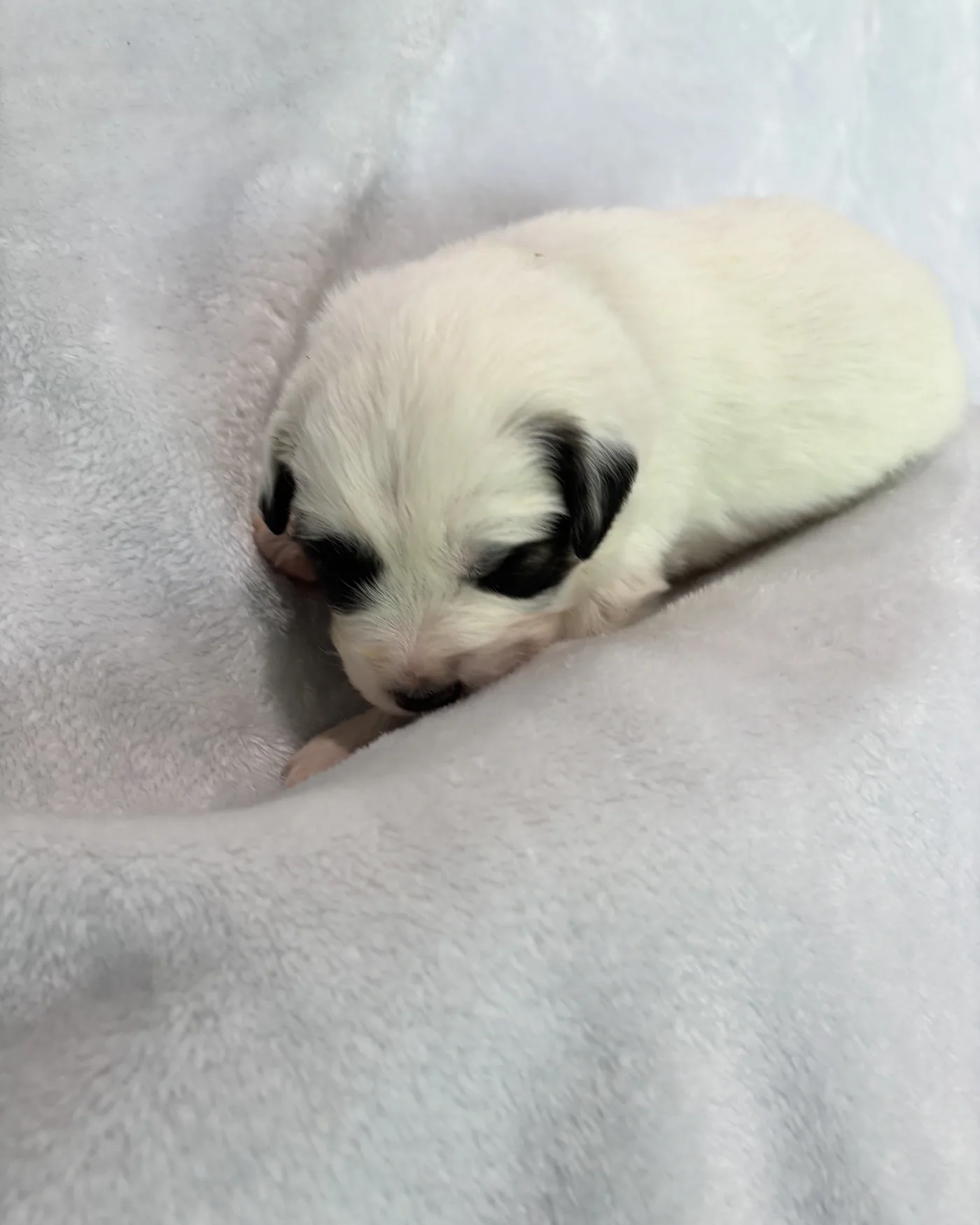 Panda — photo 2