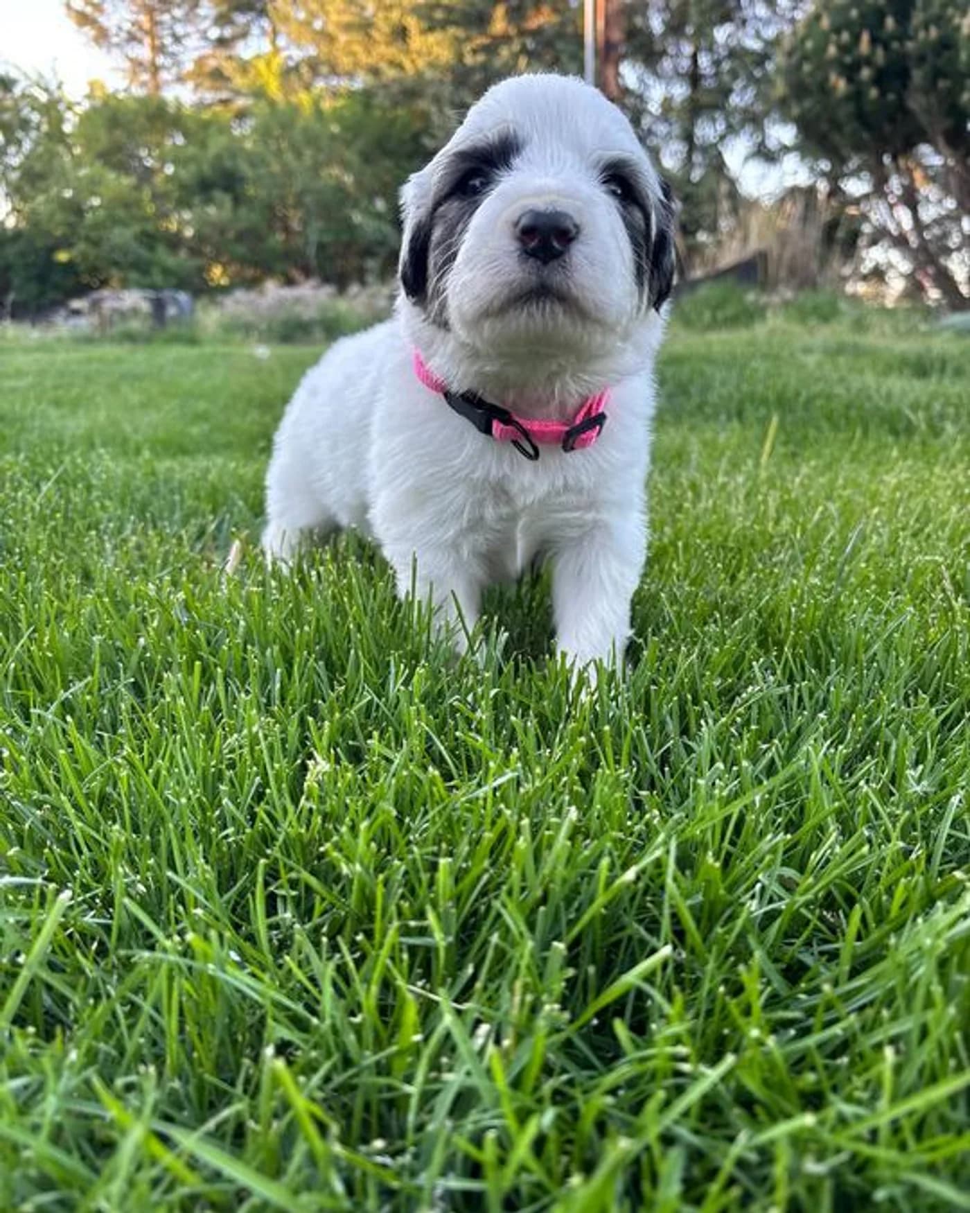 Panda - Female Great Pyrenees mix puppy