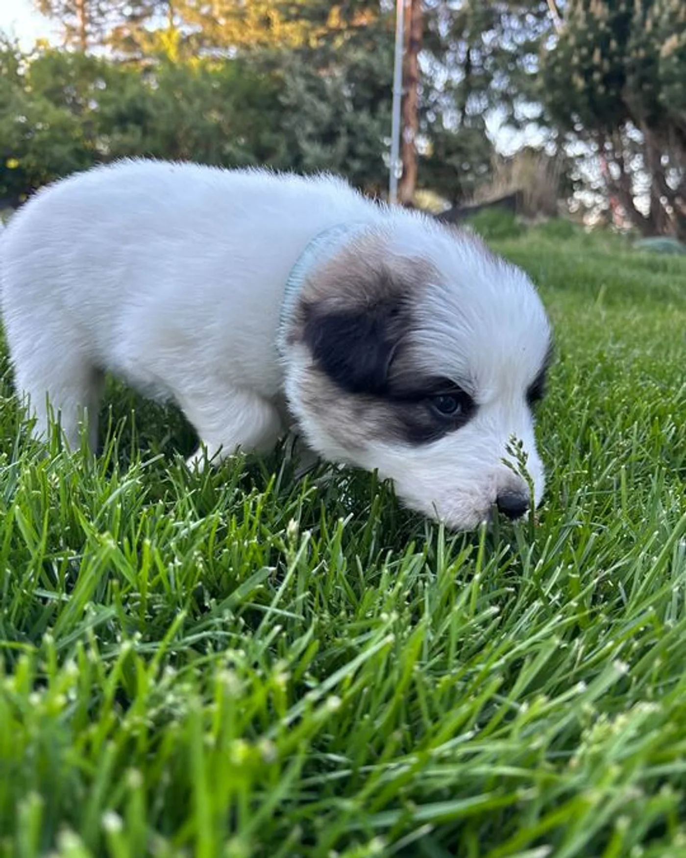 PomPom - Male Great Pyrenees mix puppy