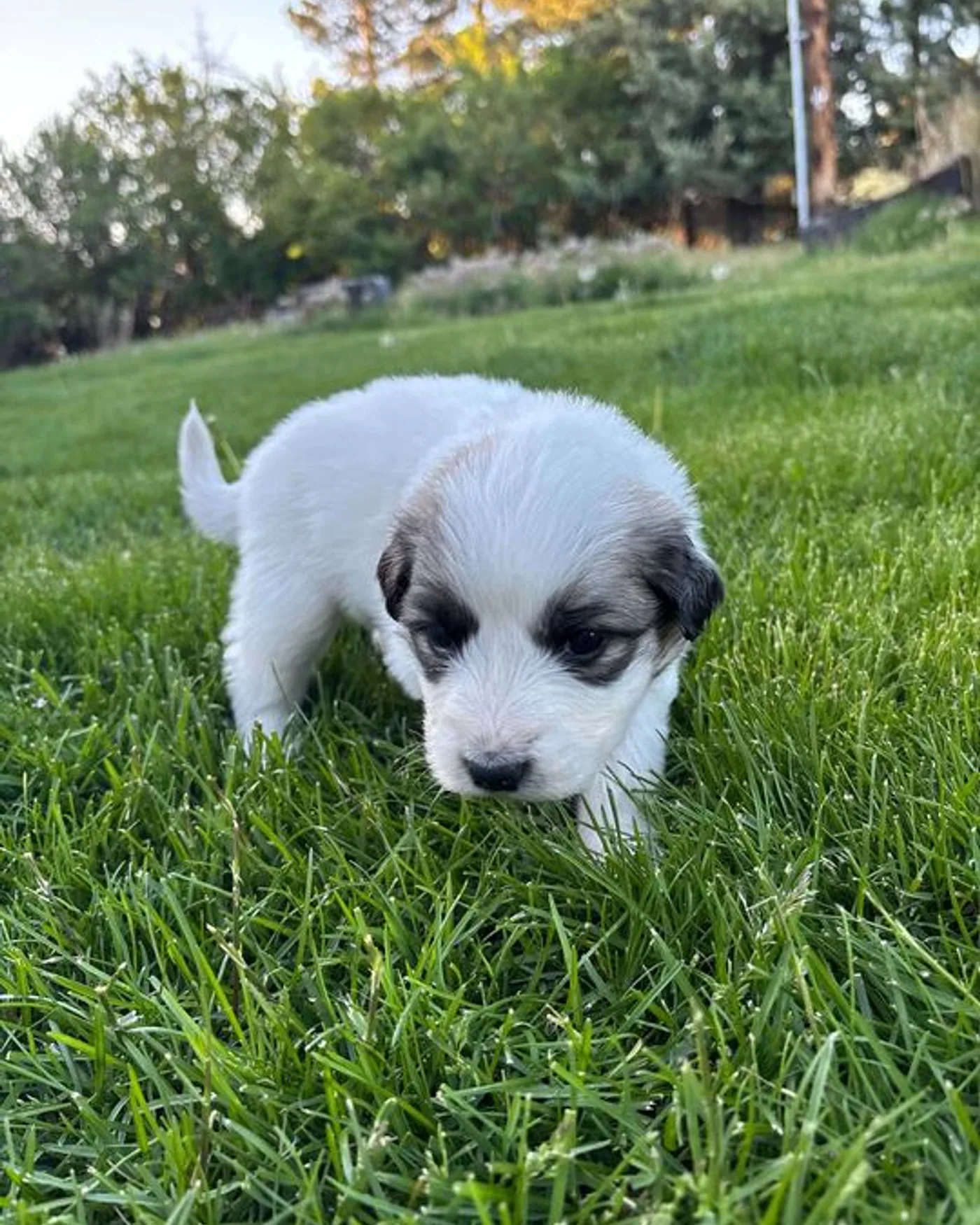 Princess - Female Great Pyrenees mix puppy