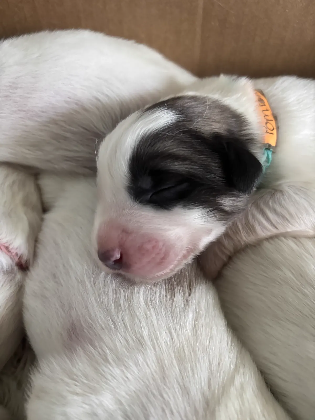 Willow — Female Great Pyrenees mix puppy