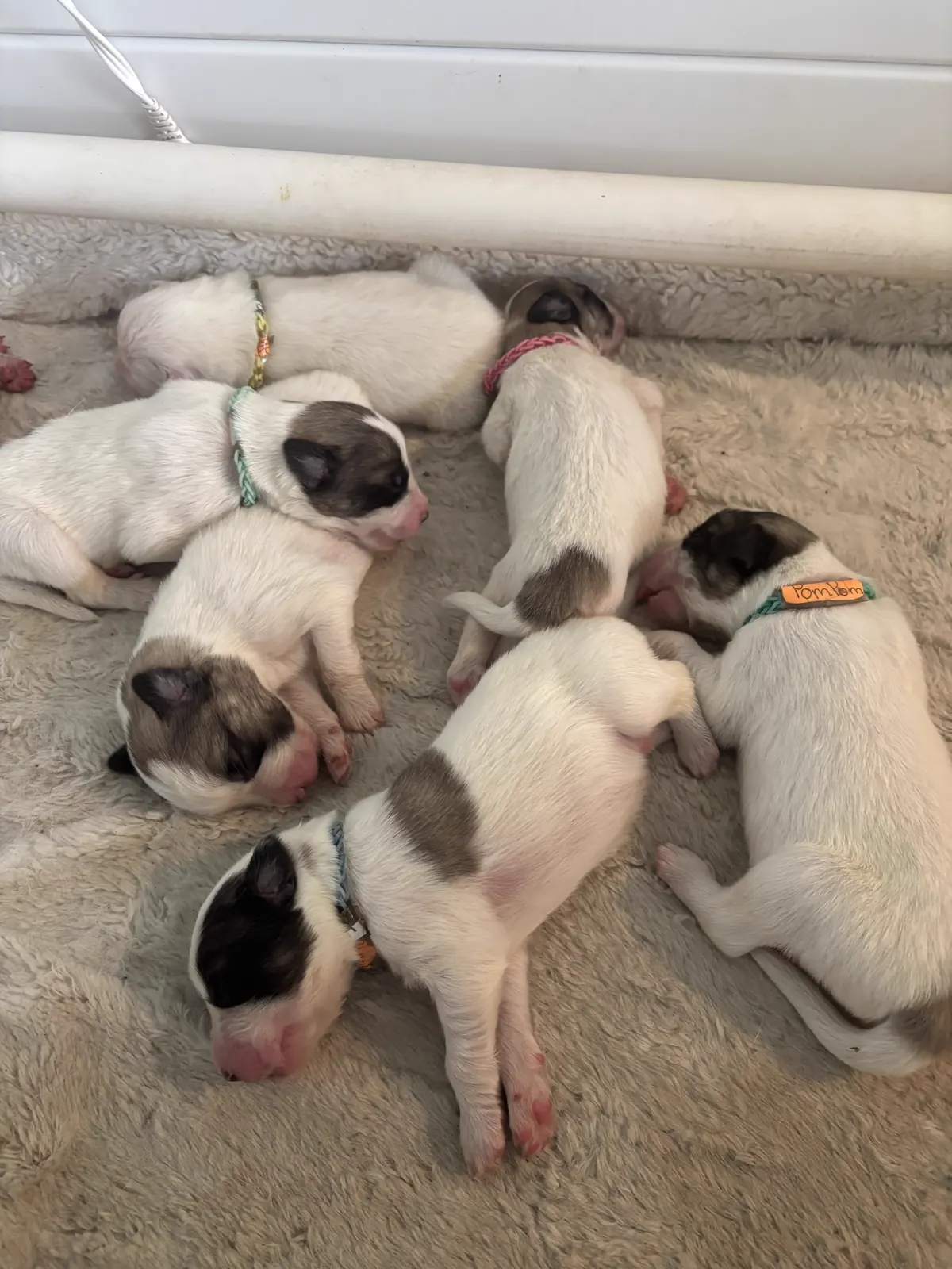 Current litter of Spokane Farm Puppies resting together