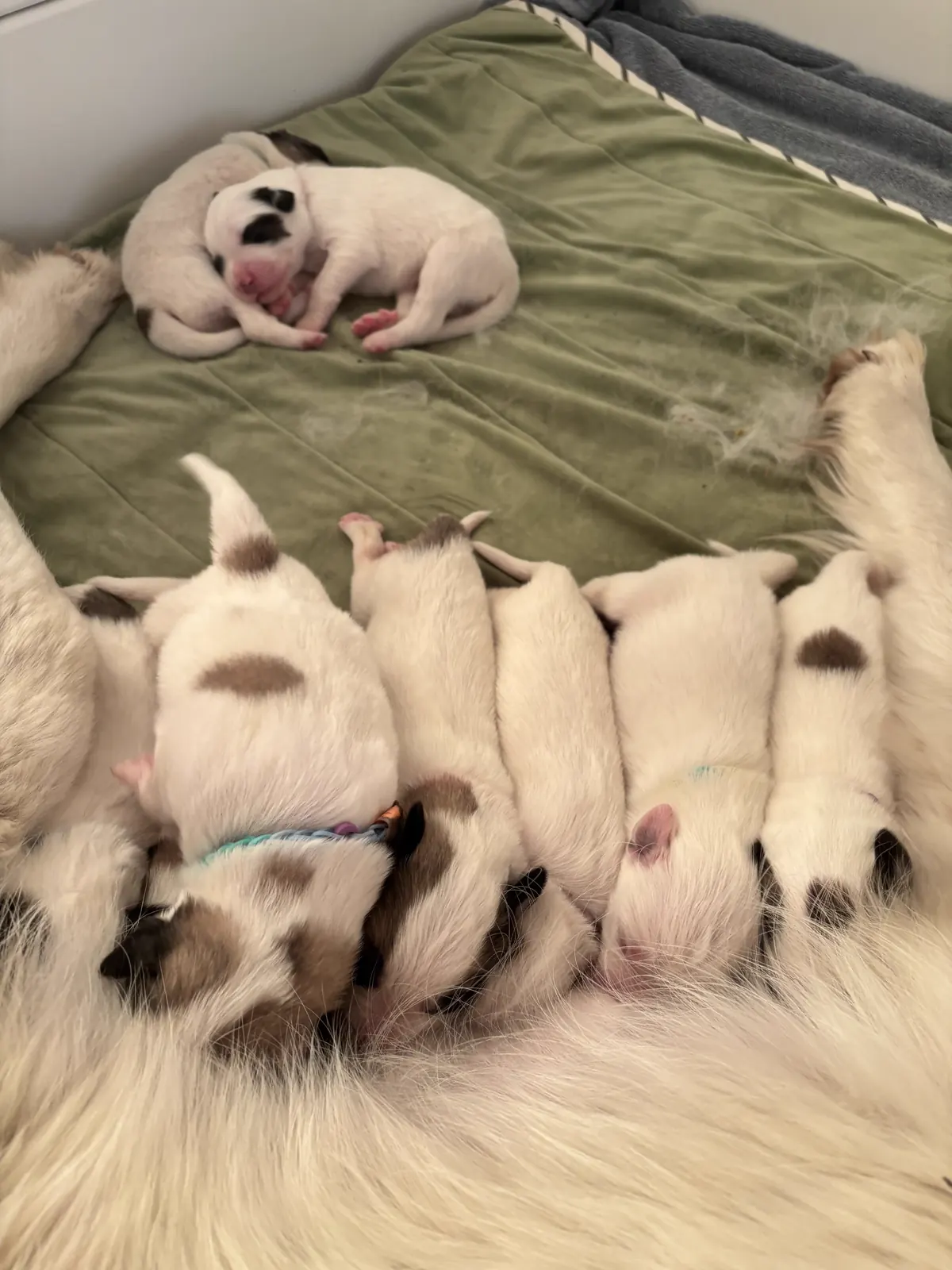 Puppies from Pepper and Grok's litter nursing with their mother