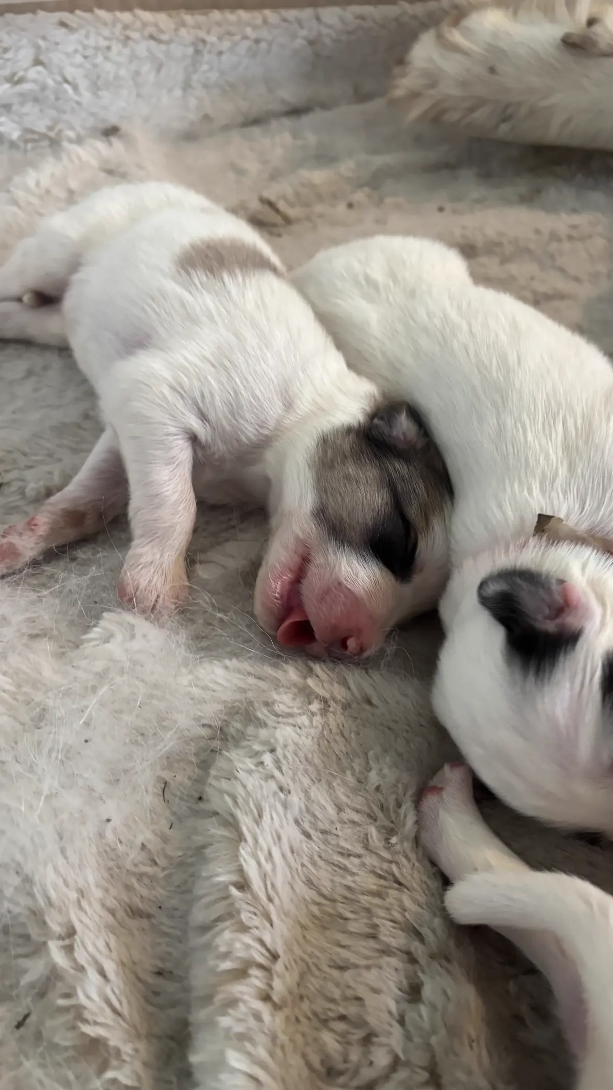 Cinnamon - Sex to be confirmed Great Pyrenees mix puppy