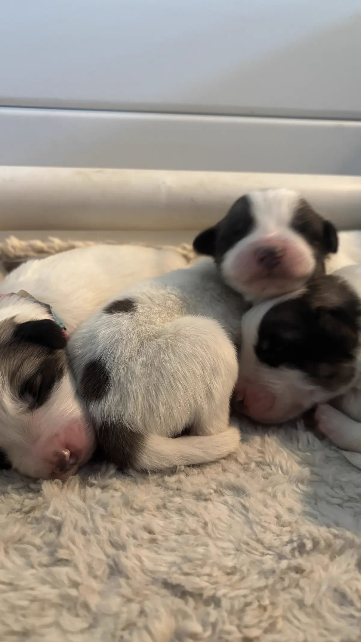 Group of newborn puppies from the current litter sleeping together