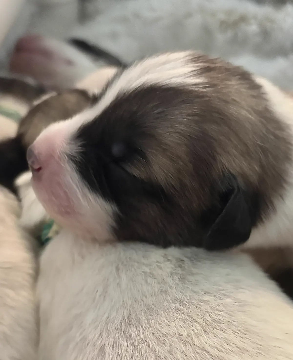 Princess — photo 3