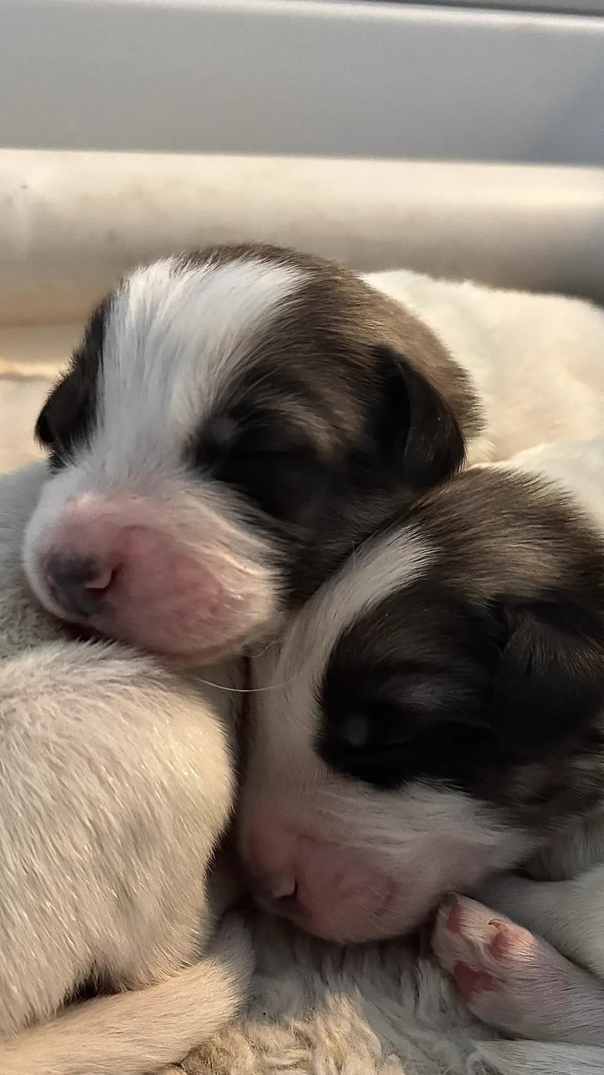 Two young farm puppies sleeping together in the current litter
