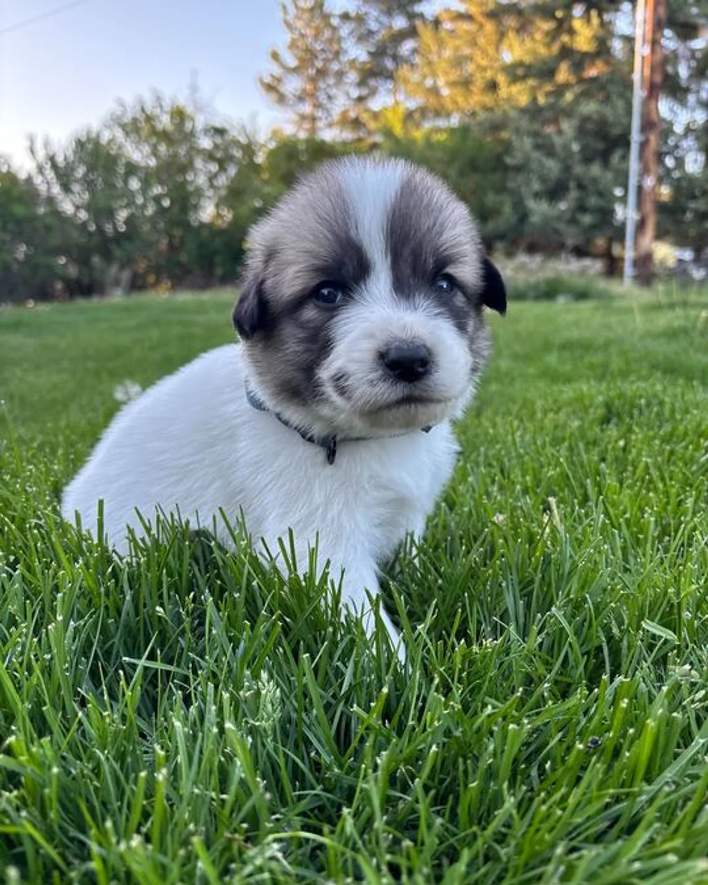Quill - Male Great Pyrenees mix puppy