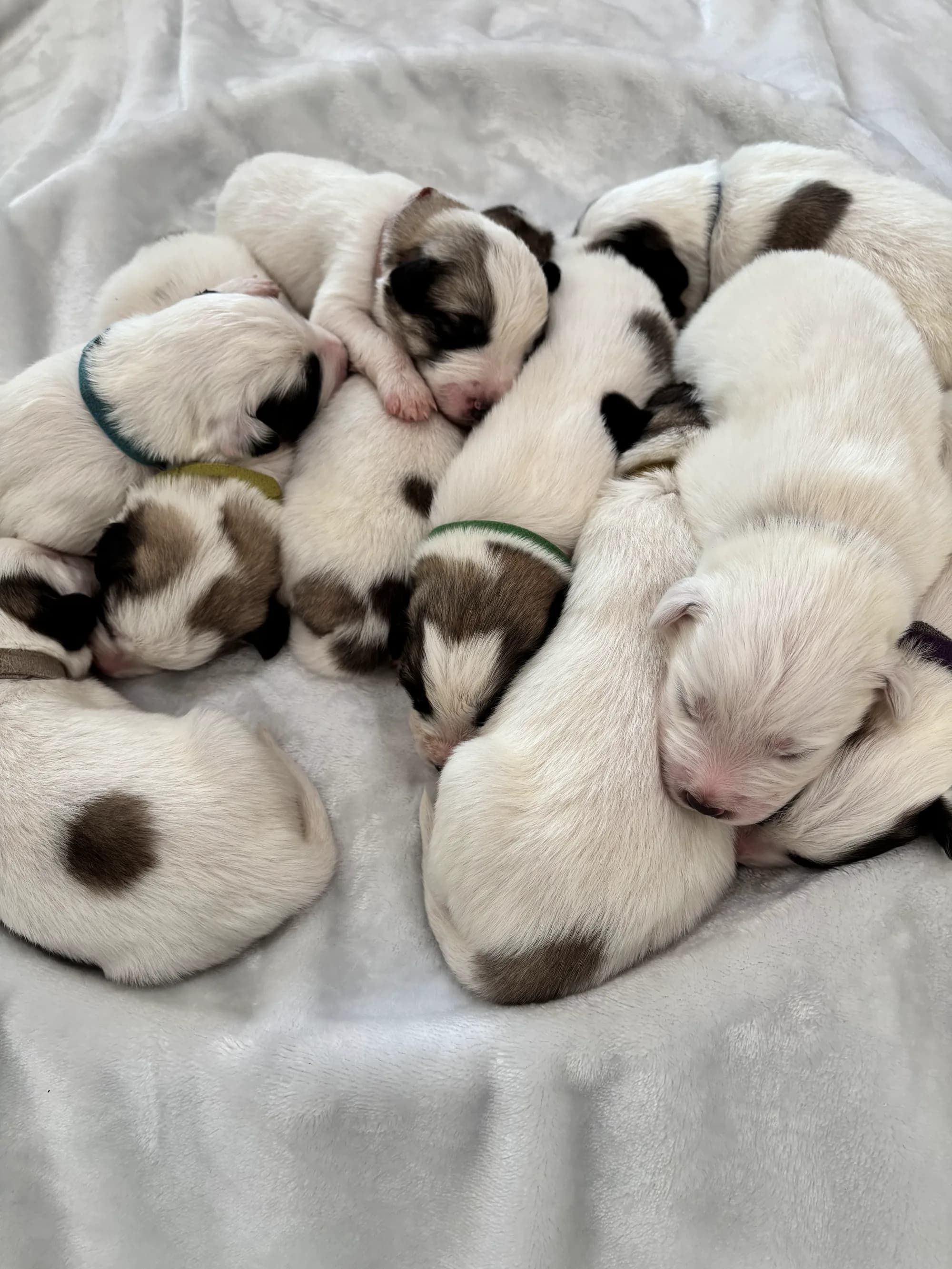 Current Great Pyrenees mix litter sleeping in a pile, marked with colored collars