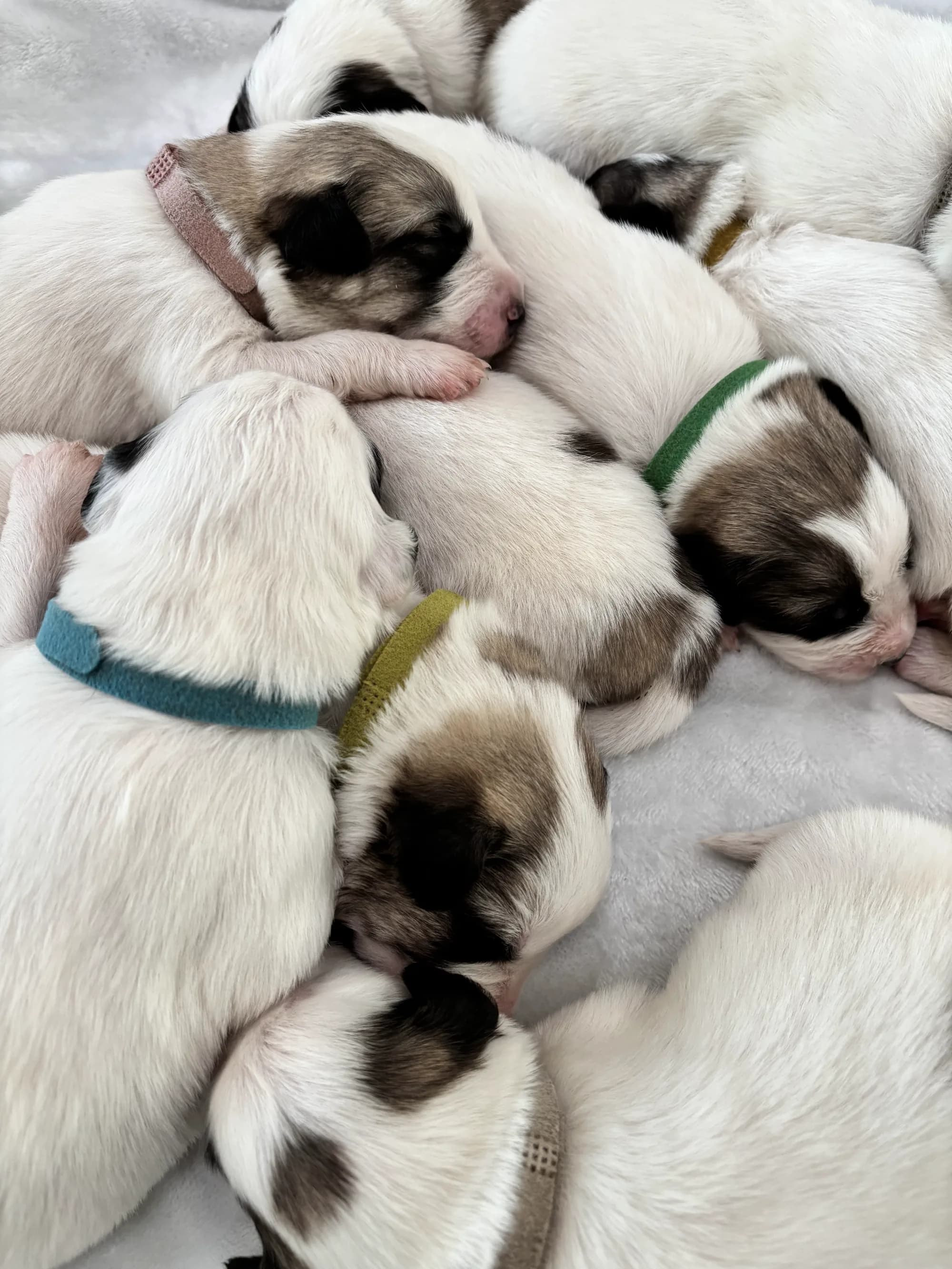 Several Great Pyrenees mix puppies sleeping together with colored collars visible