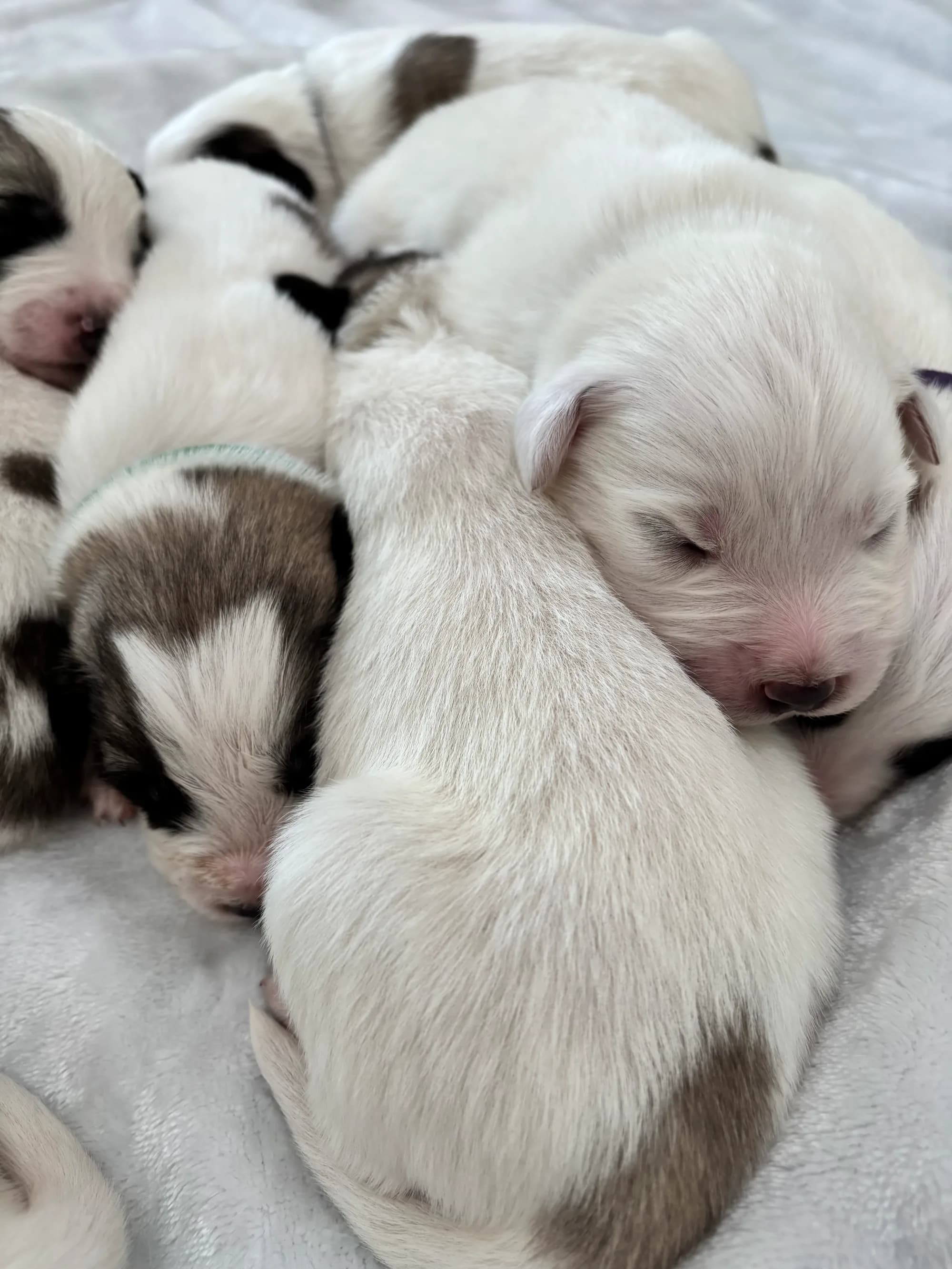 Mostly-white Great Pyrenees mix puppy sleeping in the foreground of the pile