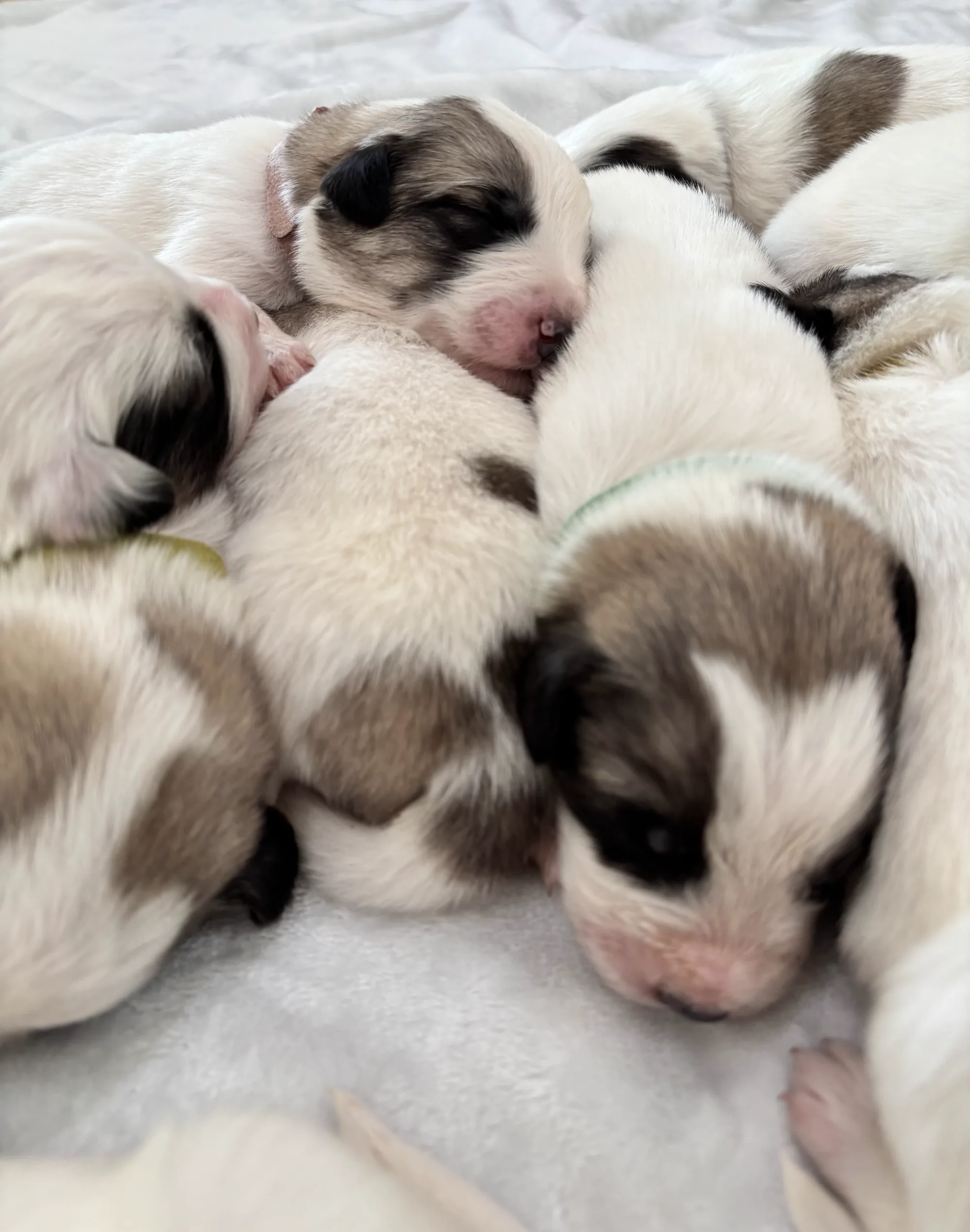 Spotted Great Pyrenees mix puppy with a green collar resting with siblings