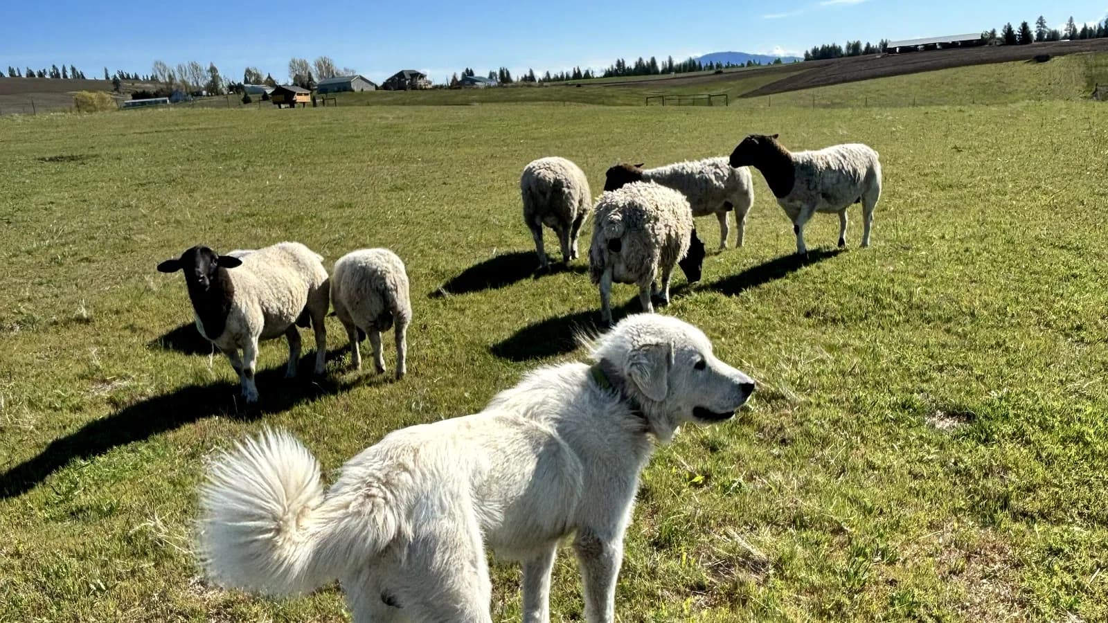 Grok, a 100% Great Pyrenees father dog, standing calmly with sheep on a Spokane area farm