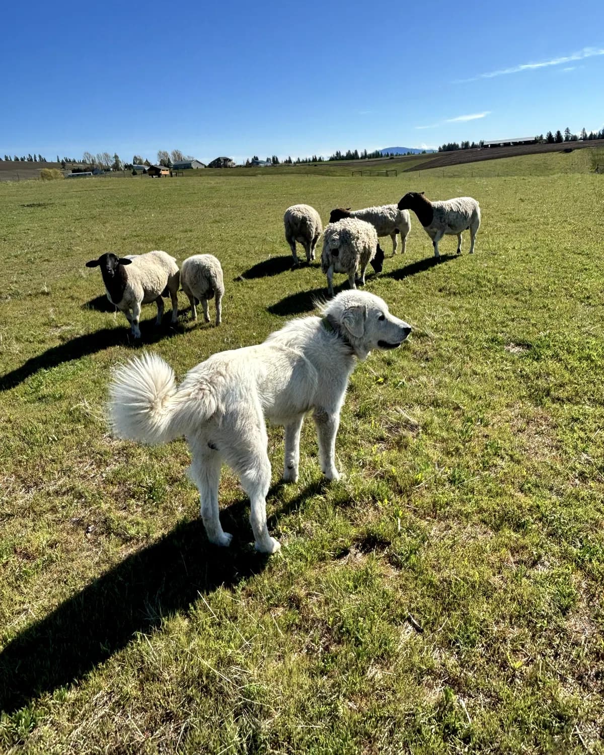 Great Pyrenees sire Grok standing with sheep in a farm pasture